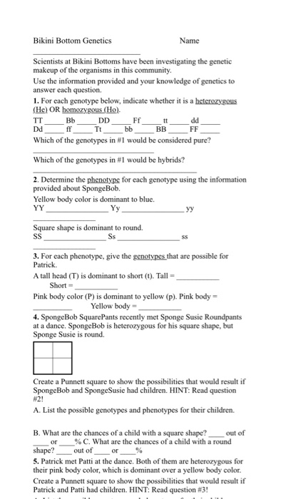 spongebob punnett square worksheet