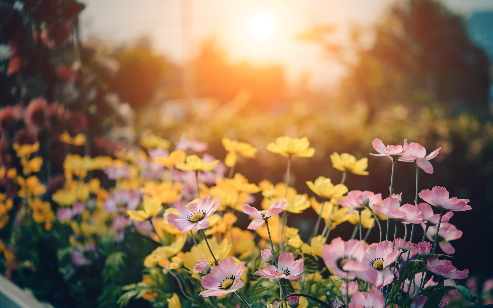 Introducing the Top 5 Flowers for Spring | Southern Botanical