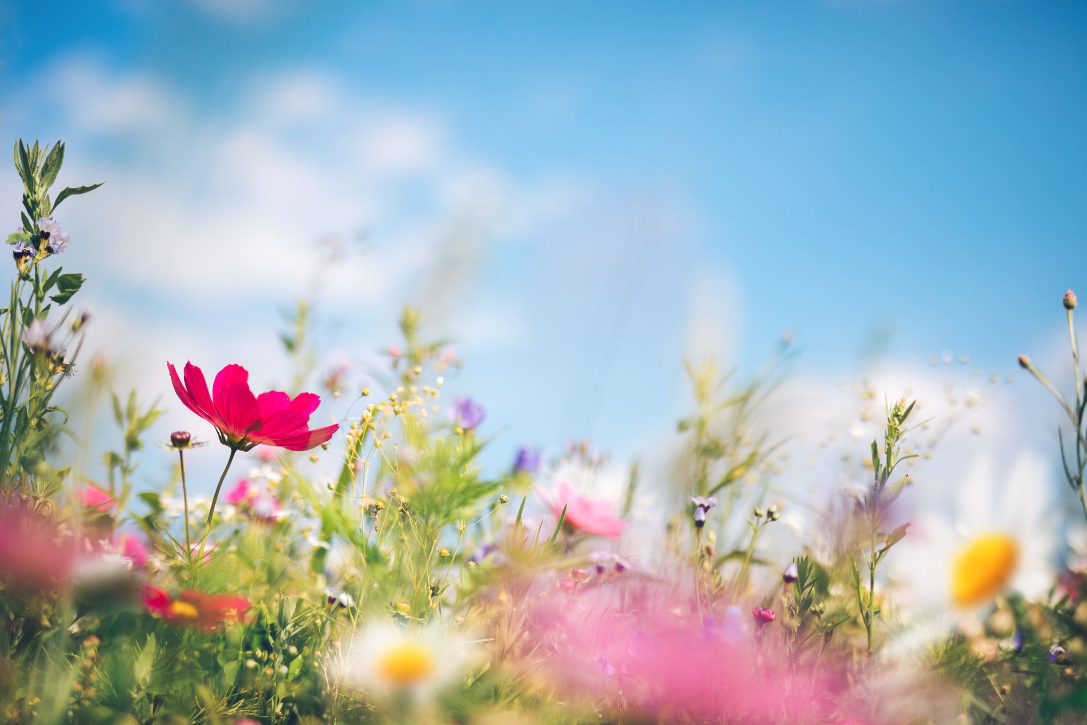 15 Best Spring Flowers - Popular Flowers to Plant in Spring