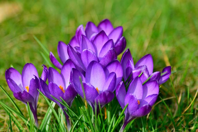 26 Spring Flowers for a Beautiful Garden | Garden Design