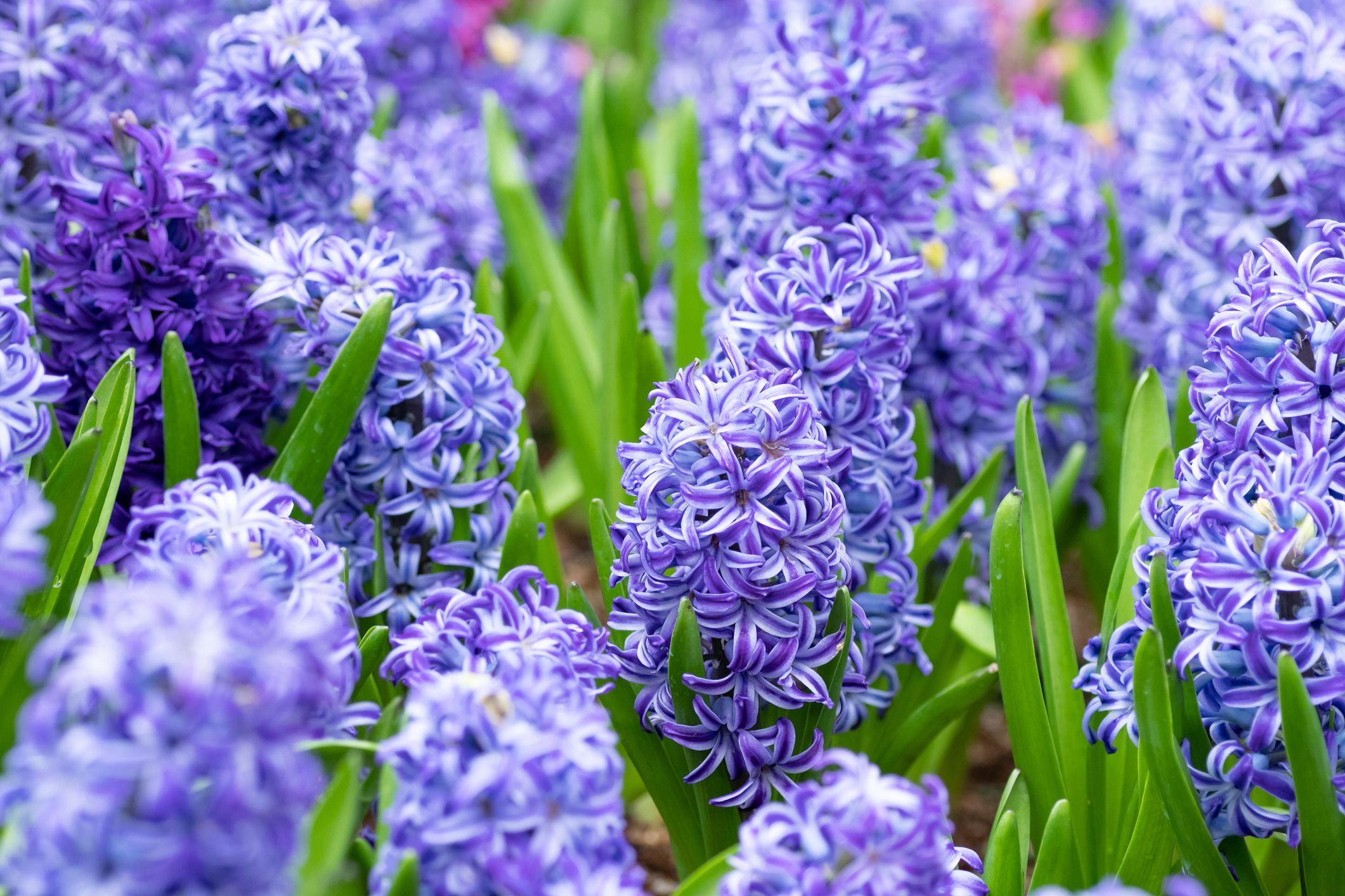 30 Best Spring Flowers for a Sensational Garden in 2024
