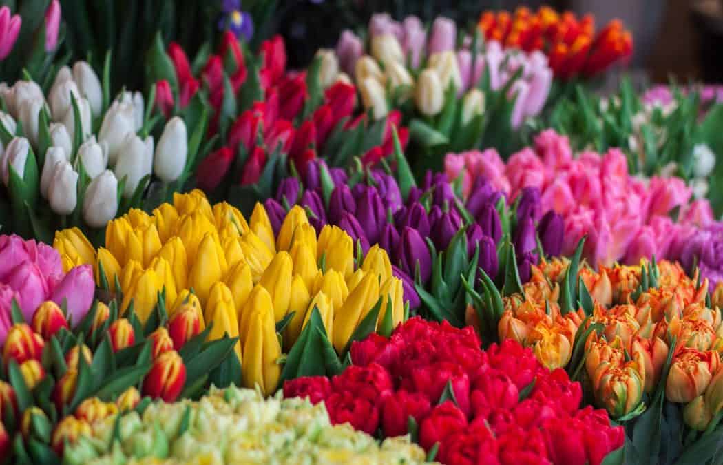 Spring Flowers for your Wedding - Blooms By The Box