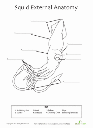 Squid Anatomy | Worksheet 