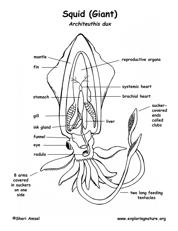 Squid Anatomy Diagram Squid Anatomy Diagram