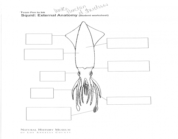 Squid External Anatomy Structure Quiz Worksheets Library