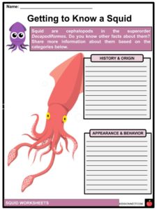 Squid Facts, Worksheets, Taxonomy &  Phylogeny For Kids