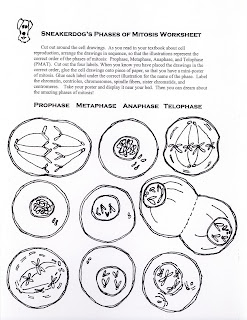 stages of meiosis worksheet