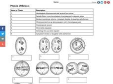 stages of meiosis worksheet