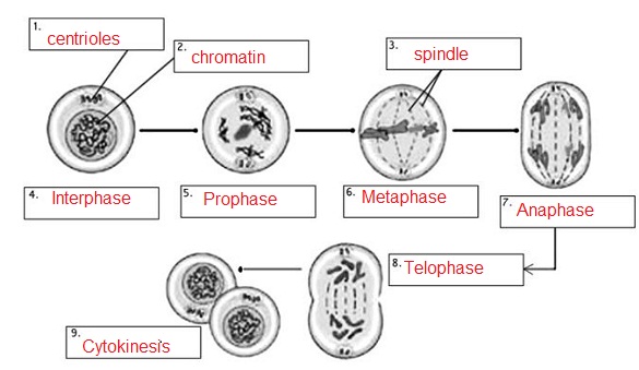 stages of mitosis worksheet answers