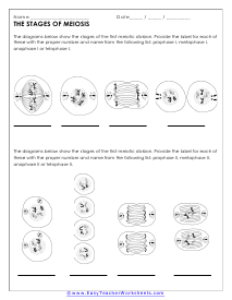 stages of mitosis worksheet answers
