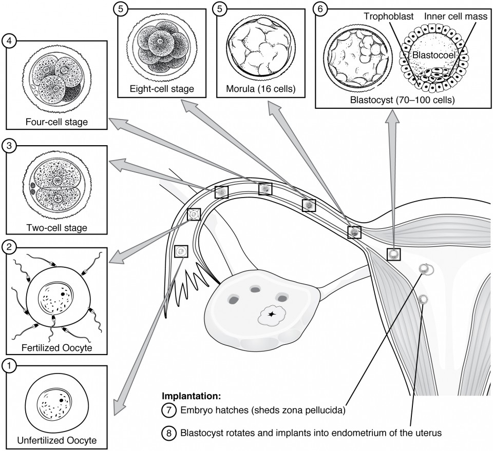 stages of prenatal development worksheet