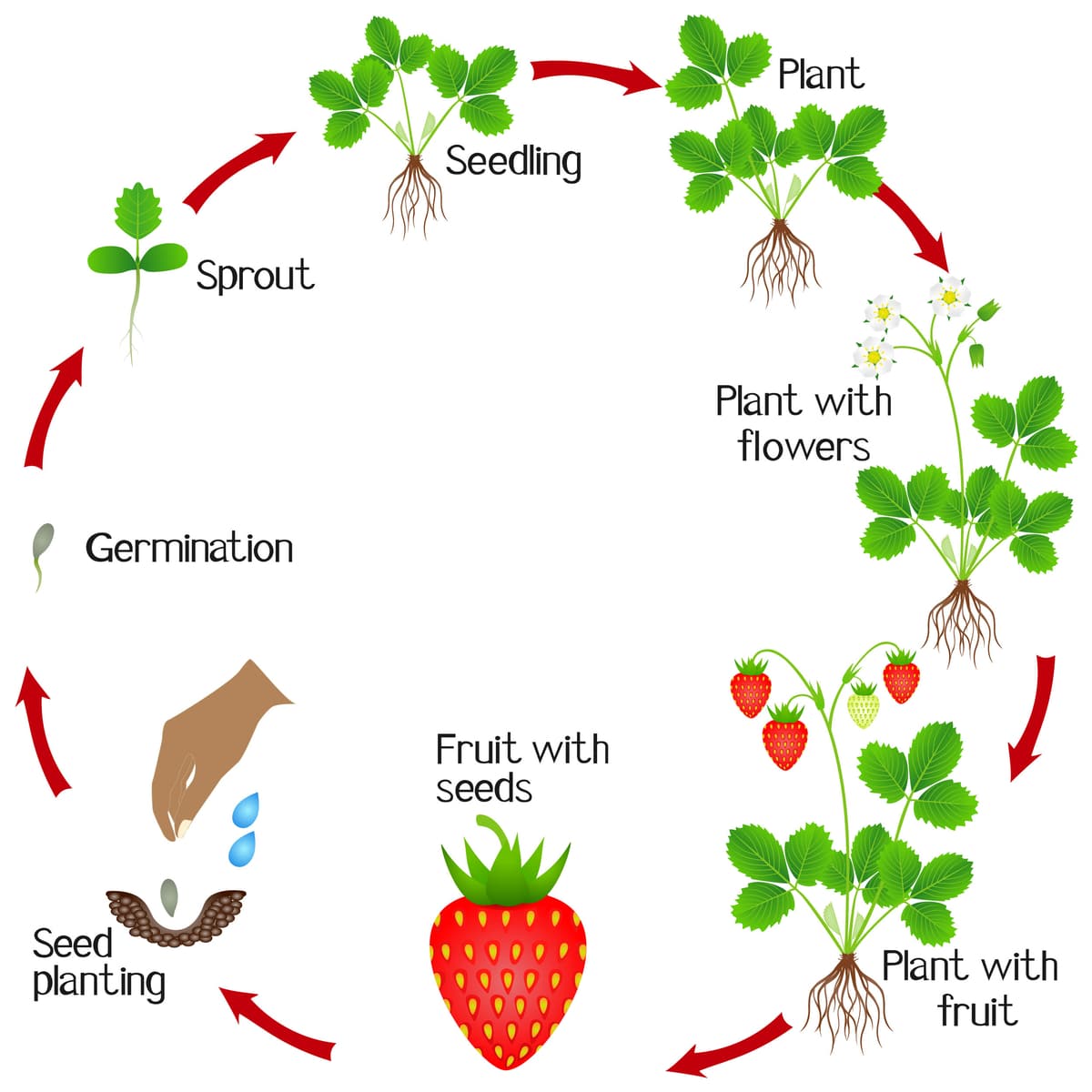 strawberry plant worksheet