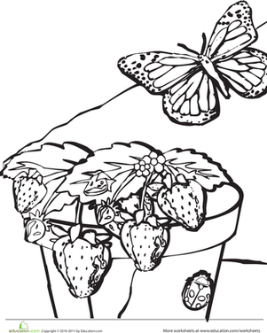 strawberry plant worksheet