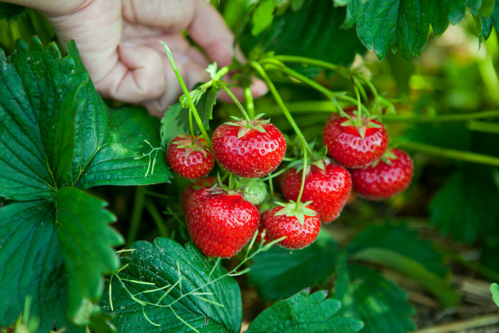 How to Plant Strawberries