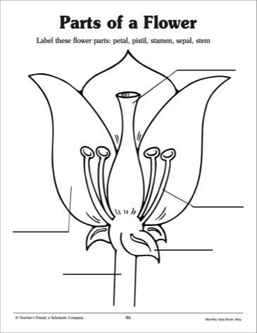 structure of a flower worksheet