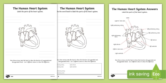 structure of heart worksheet