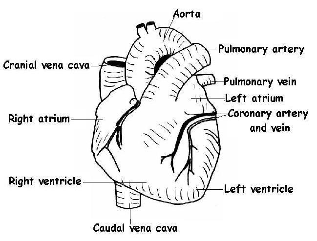 structure of heart worksheet