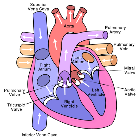 Heart Diagram Worksheet | Human heart diagram, Heart diagram ...