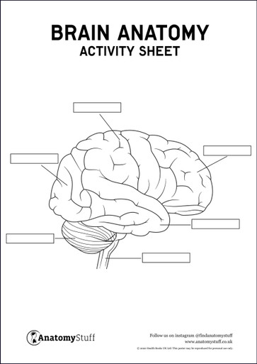 structure of the brain worksheet
