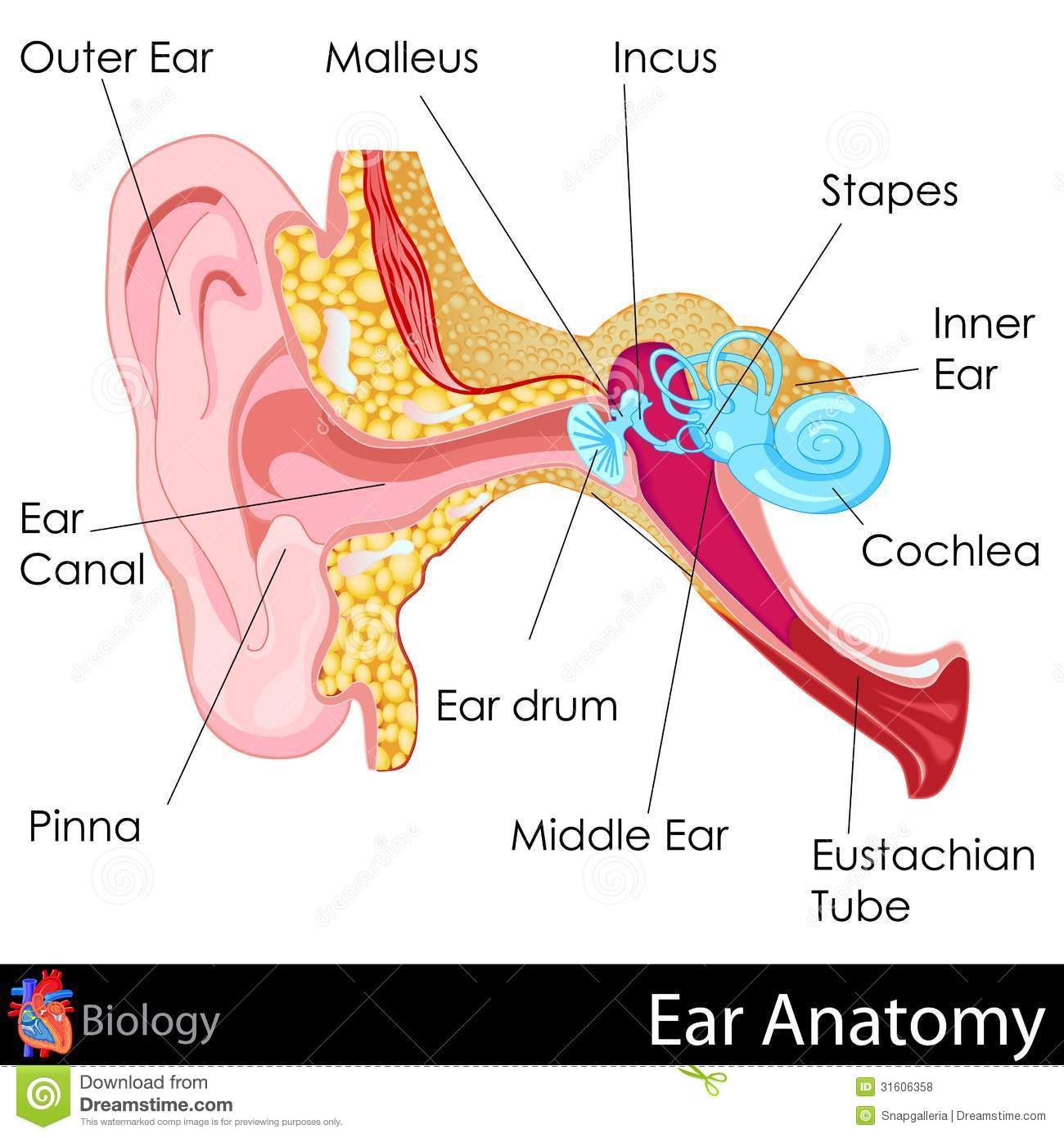 structure of the human ear worksheet