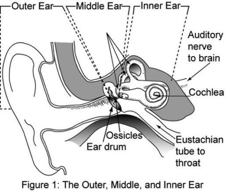 structure of the human ear worksheet