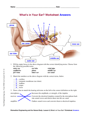structure of the human ear worksheet
