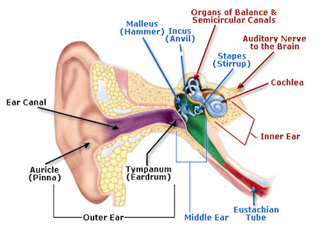 structure of the human ear worksheet