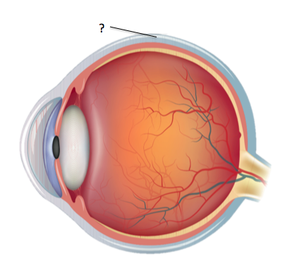 structure of the human eye worksheet