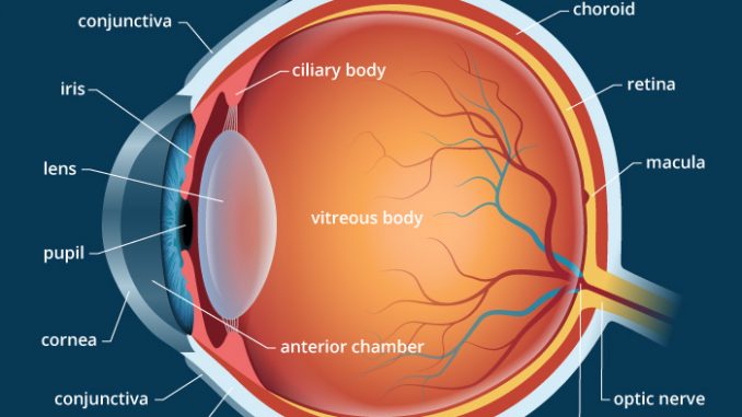 structure of the human eye worksheet