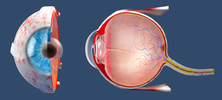 The Eye: Structure, Image Detection &  Disorders | Study.com