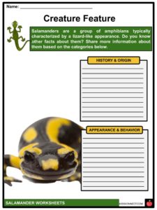 Salamander Facts, Worksheets, Description &  Diet For Kids