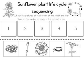 Sunflower life cycle sequencing activity worksheet by Little Blue ...