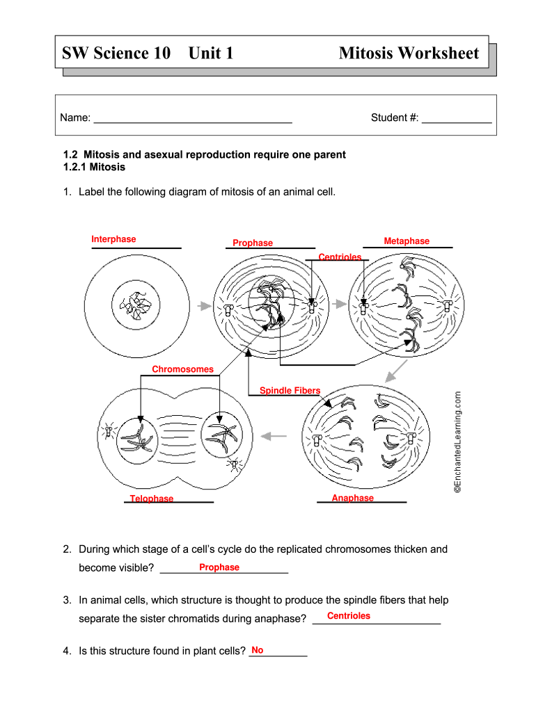 sw science 10 mitosis worksheet answers