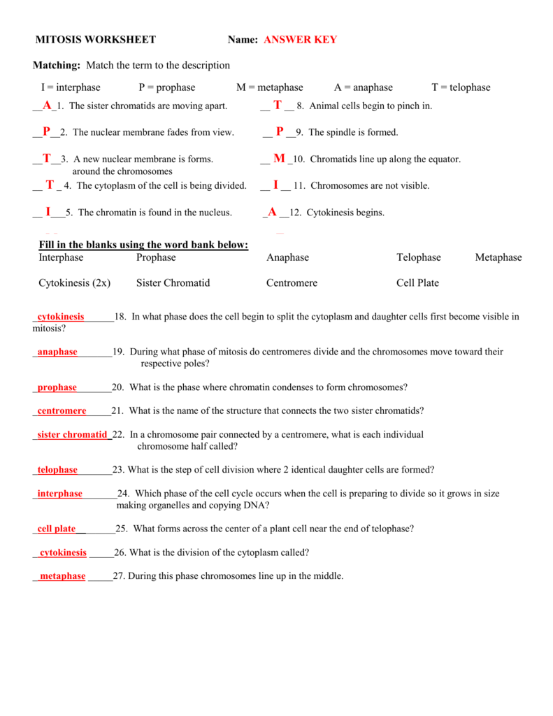 Mitosis worksheet answers | Worksheetzone