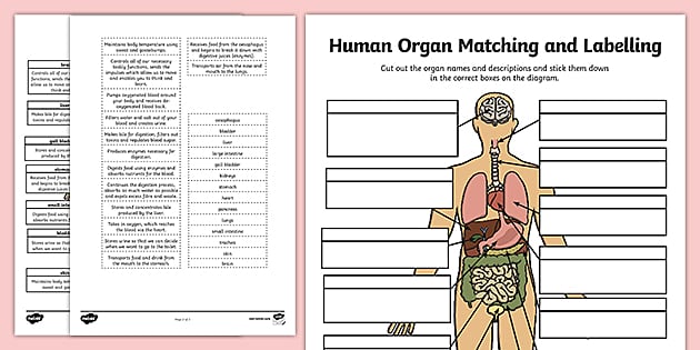 system of the human body worksheet