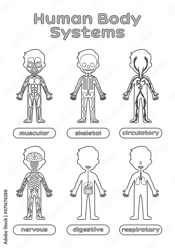 system of the human body worksheet
