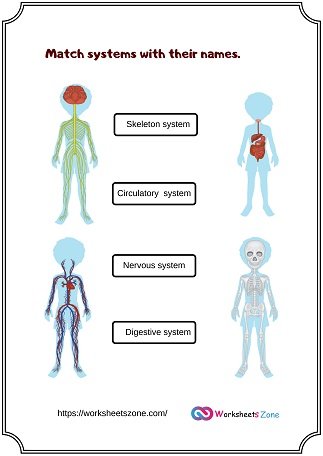 systems of the body worksheet