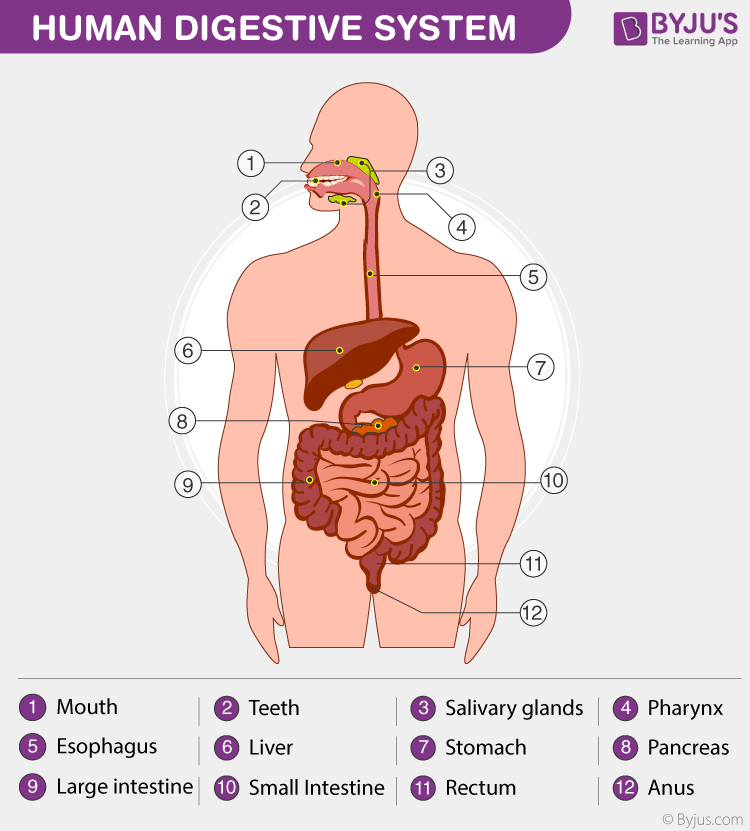 systems of the human body worksheet answers