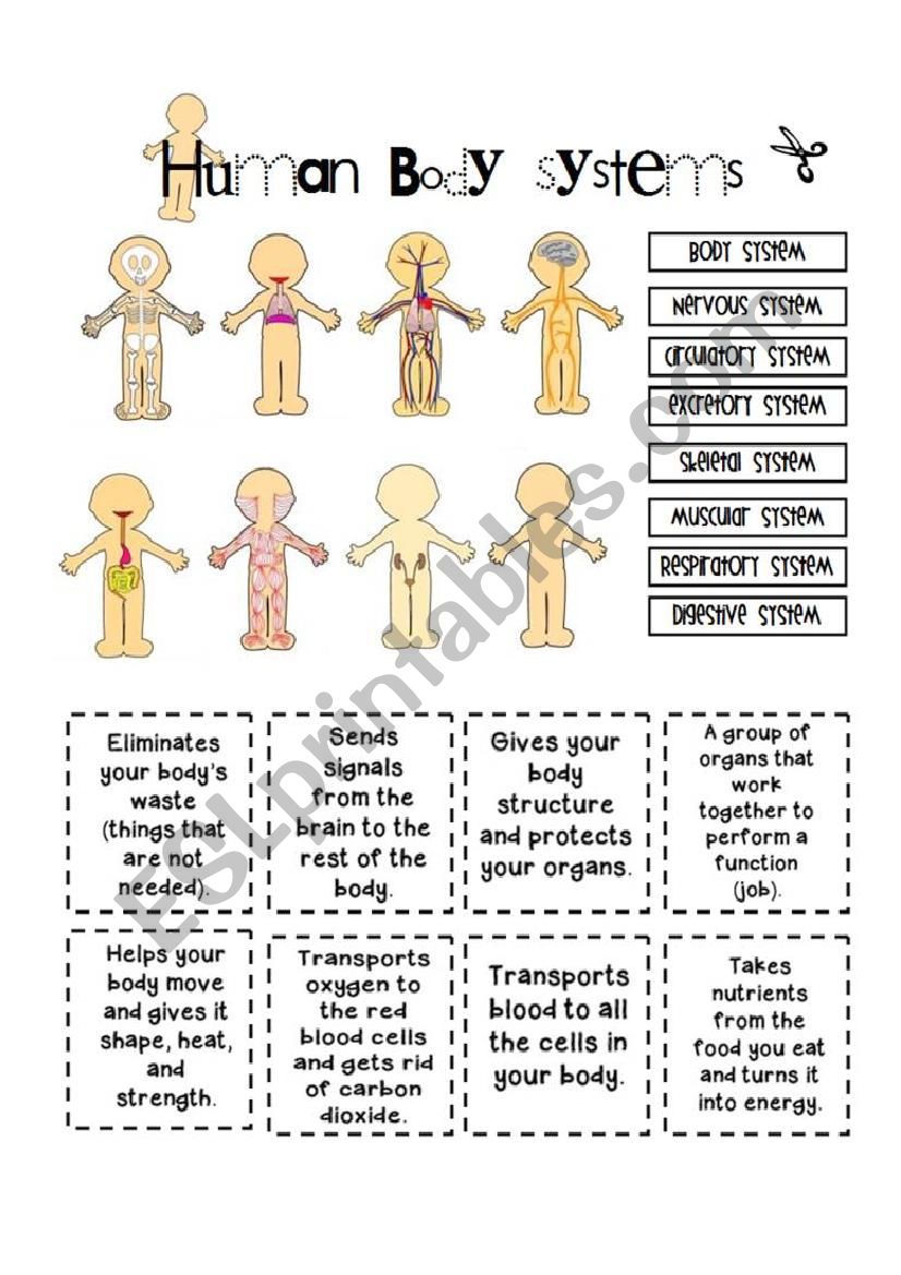 systems of the human body worksheet