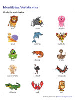 table 3 invertebrate worksheet