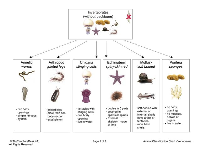 Chart invertebrates | PPT
