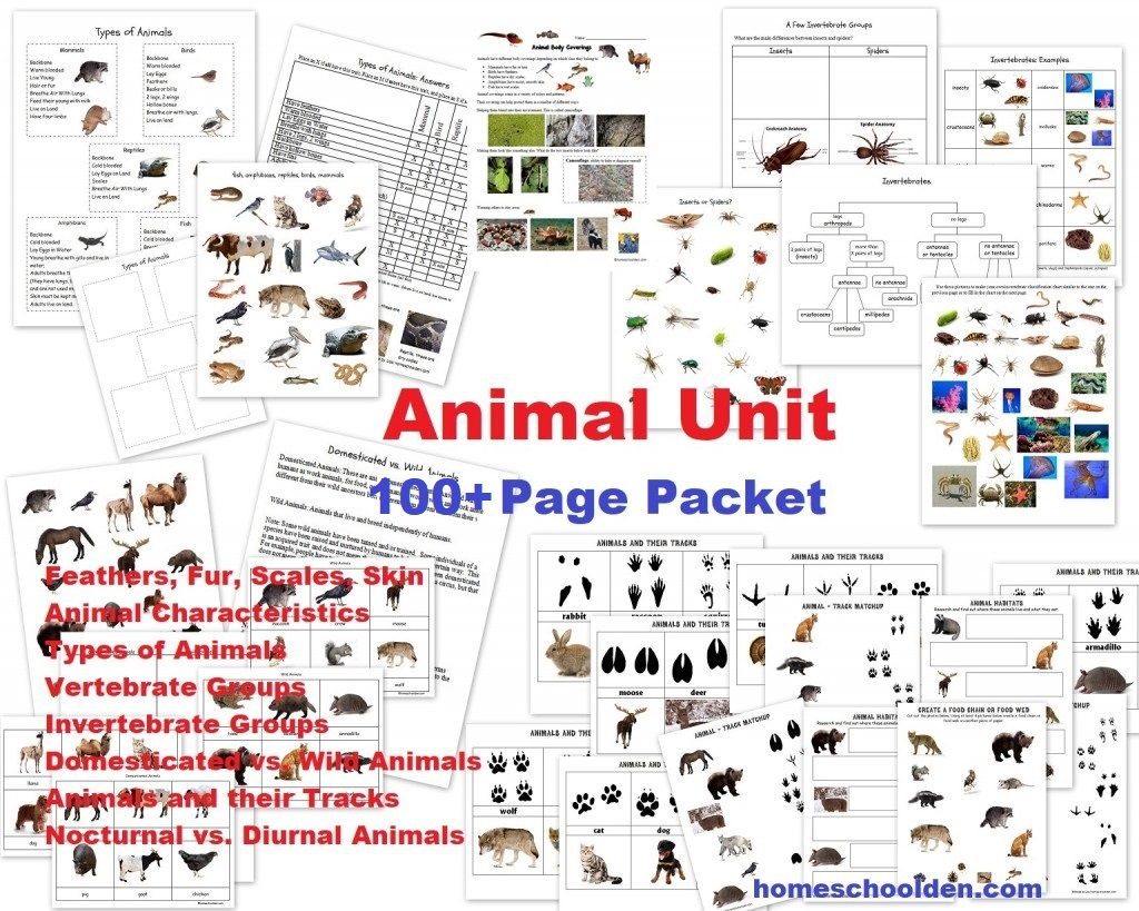 table 3 invertebrate worksheet