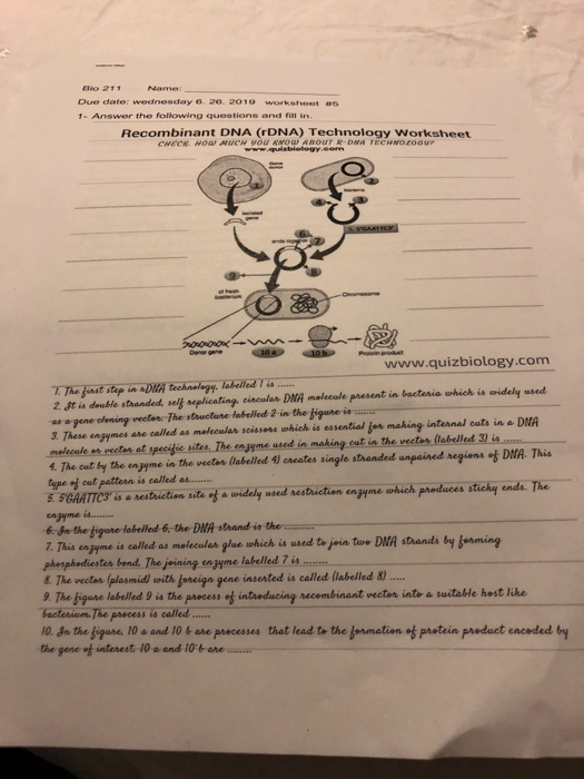 Name io 211 Due date: wednesday 6. 20. 2019 worksheet | Chegg.com