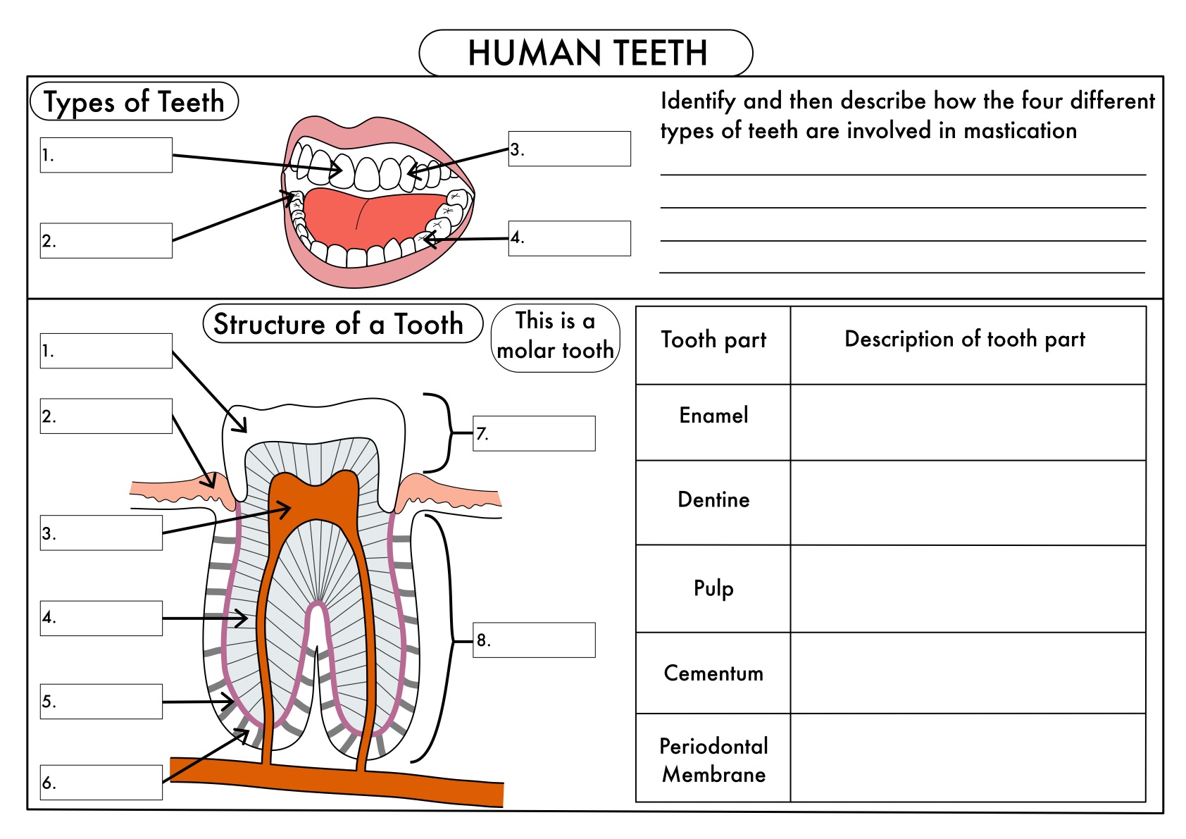 GCSE Digestion, Teeth, Enzymes and Absorption Bundle | Teaching ...
