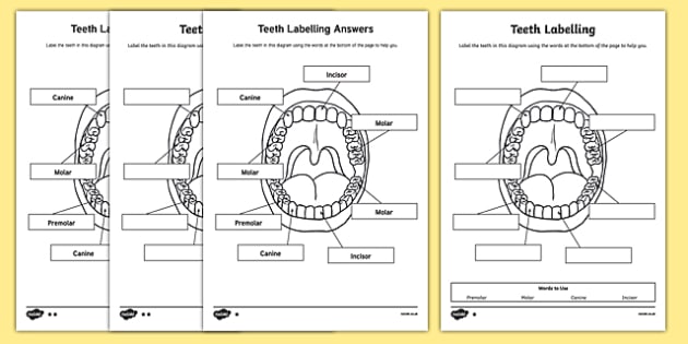 Teeth Labelling Activity | Primary Resources | Twinkl