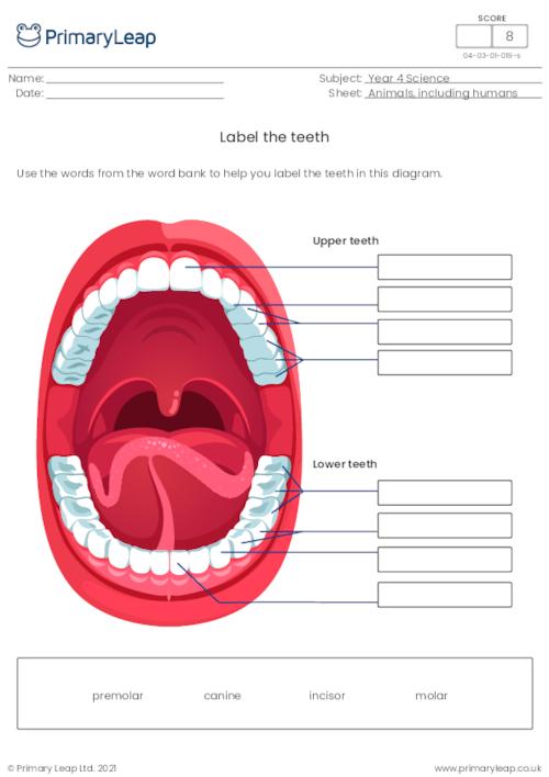 Teeth Labelling Worksheet