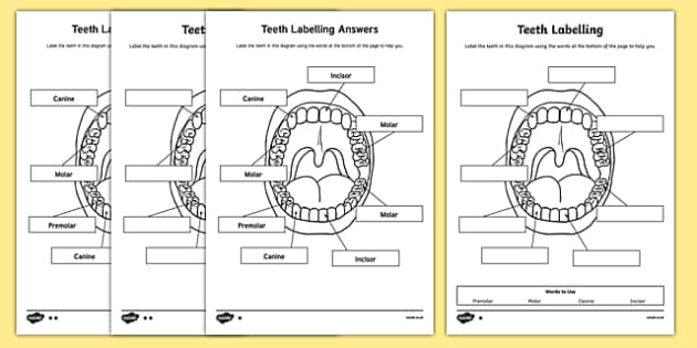 Teeth Labelling Activity | Primary Resources | Twinkl
