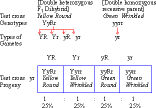 Explain what is a test cross and a back cross as done by GJ Mendel ...
