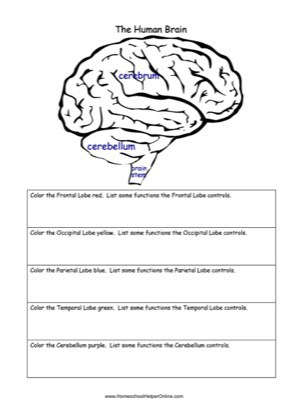 Human Brain Worksheet - Homeschool Helper Online