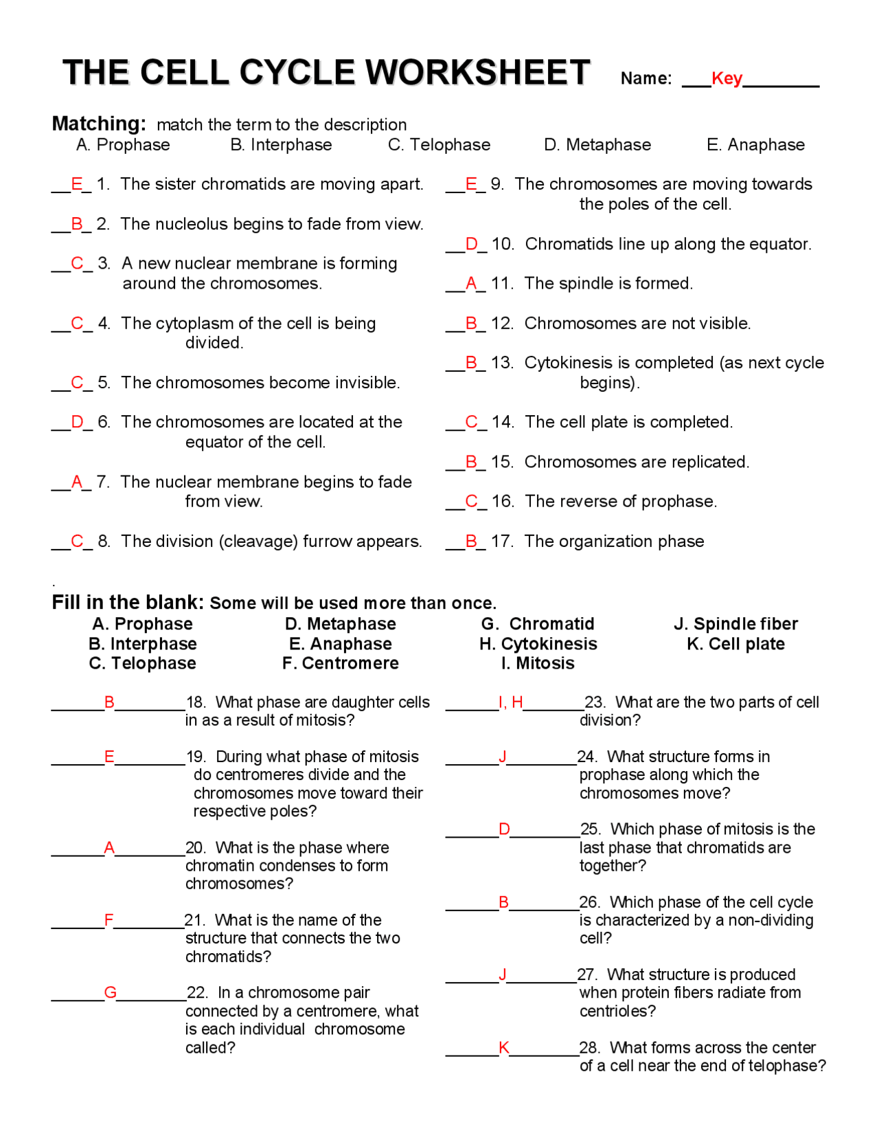 The Cell Cycle Worksheet with Answers Key | Exercises Cell Biology ...